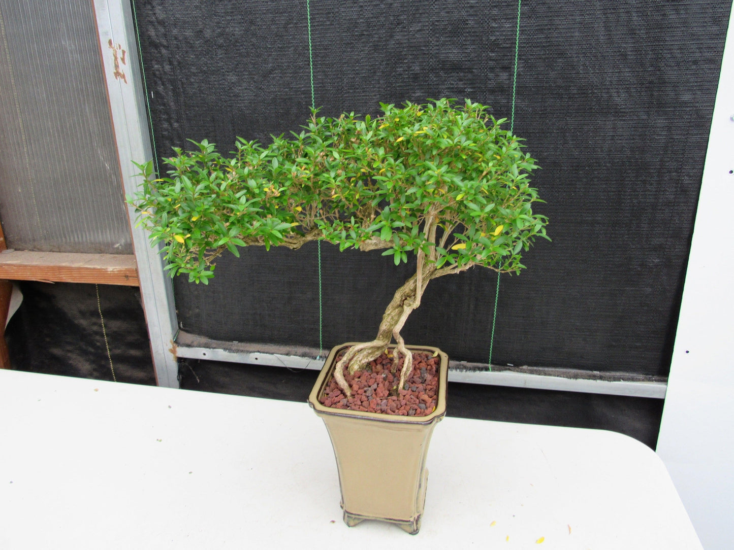 21 Year Old Thousand Star Serissa Flowering Semi Cascade Specimen Bonsai Tree