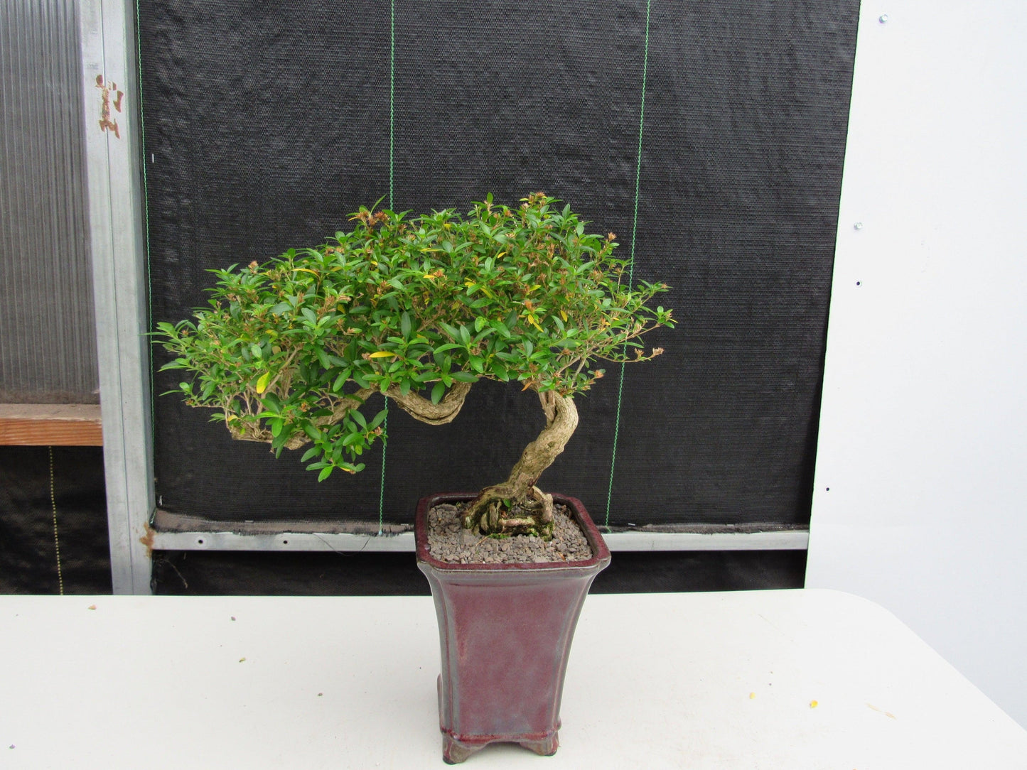 21 Year Old Thousand Star Serissa Flowering Semi Cascade Specimen Bonsai Tree