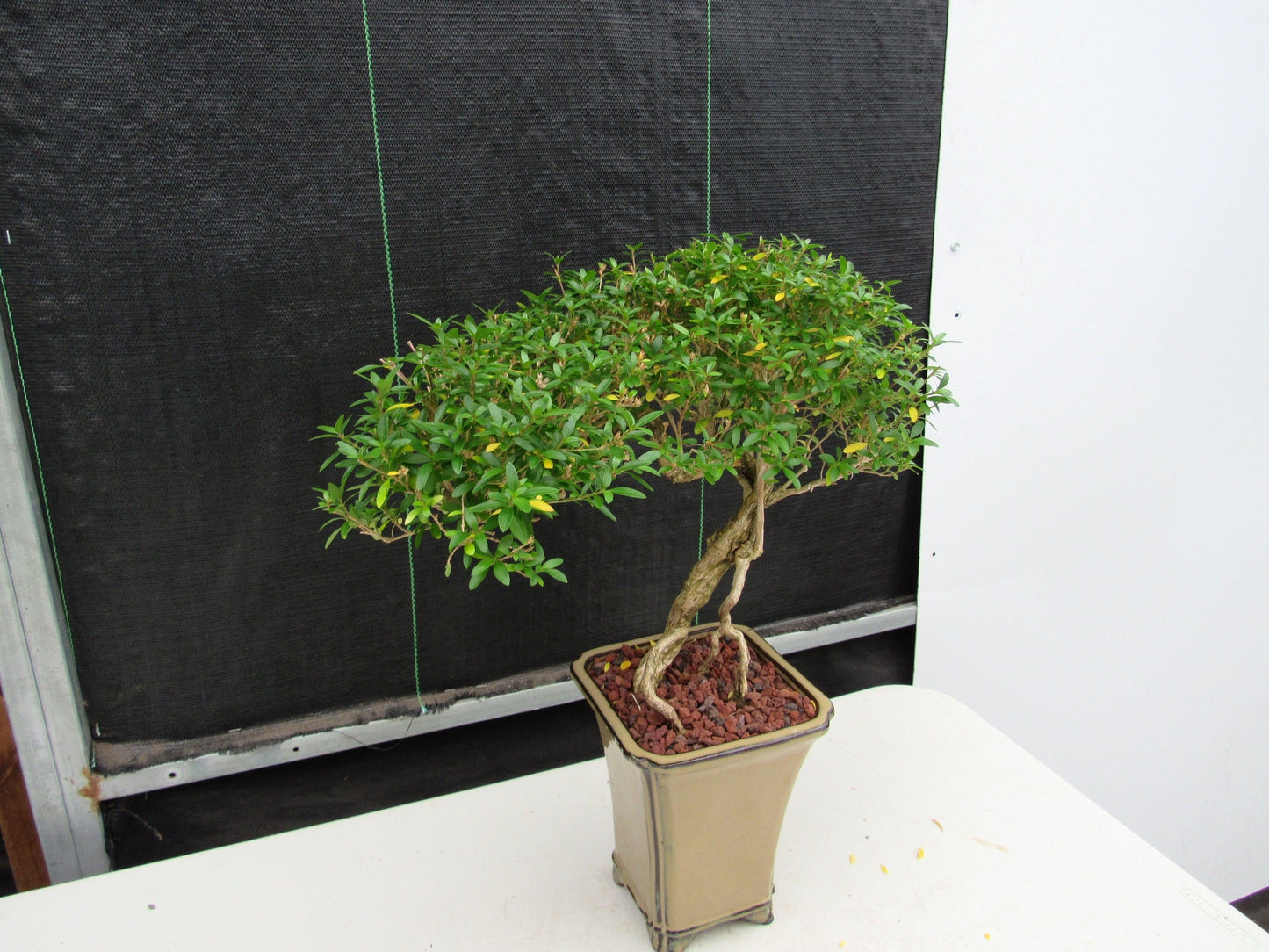 21 Year Old Thousand Star Serissa Flowering Semi Cascade Specimen Bonsai Tree