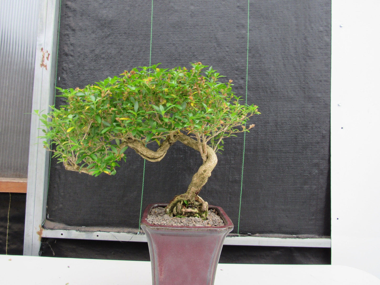 21 Year Old Thousand Star Serissa Flowering Semi Cascade Specimen Bonsai Tree