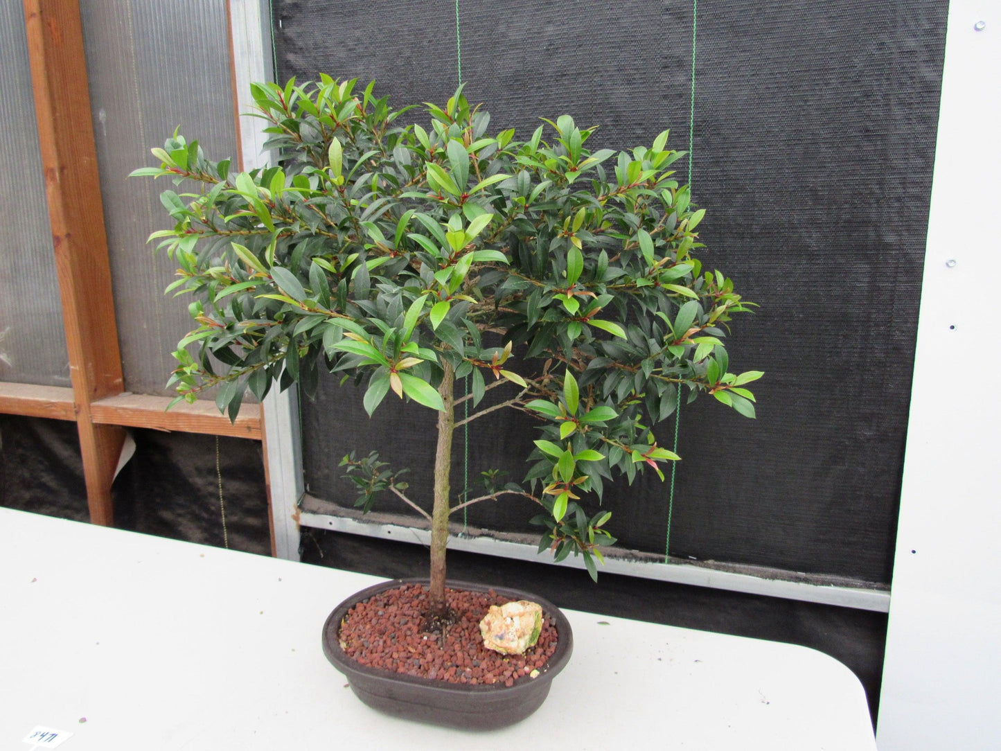 22 Year Old Brush Cherry Tree Specimen Bonsai Tree