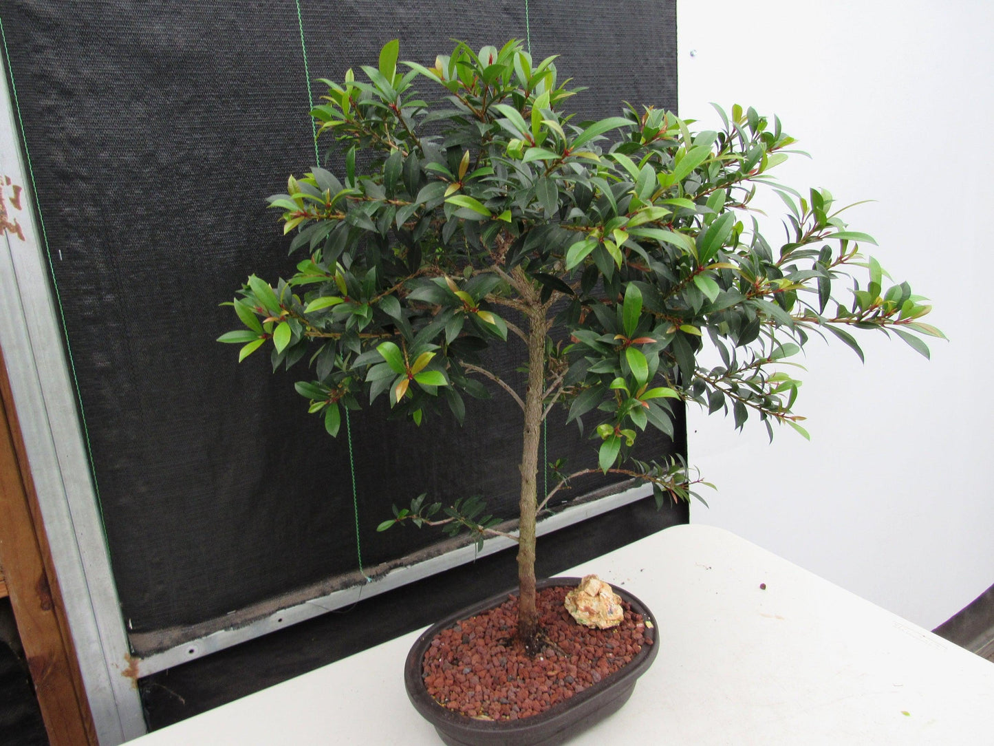 22 Year Old Brush Cherry Tree Specimen Bonsai Tree