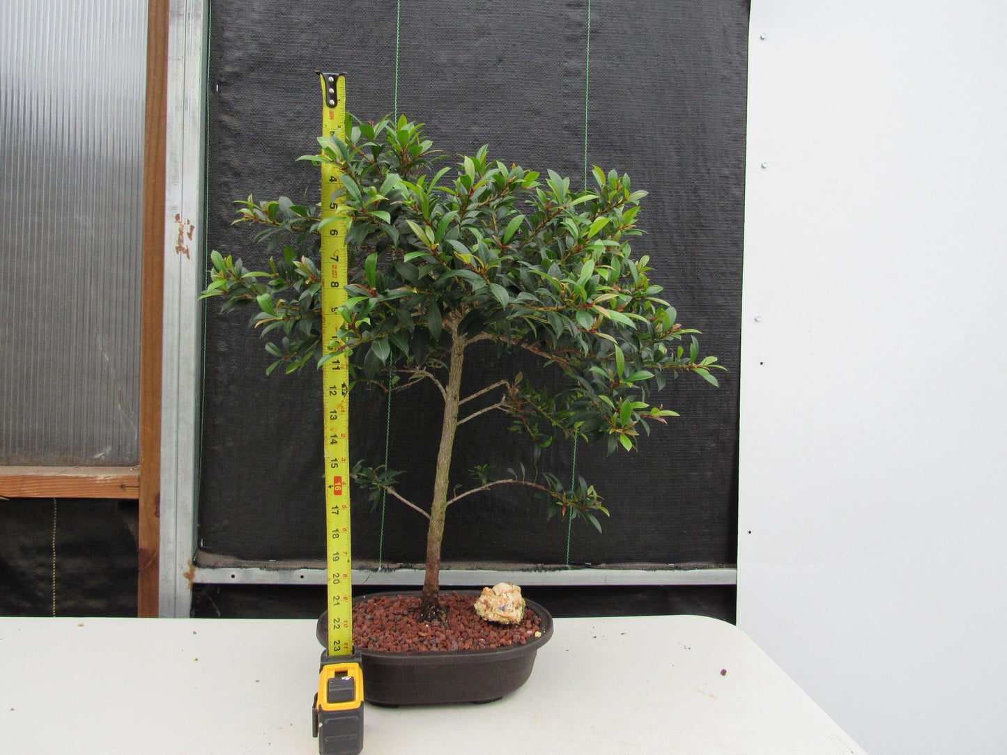 22 Year Old Brush Cherry Tree Specimen Bonsai Tree