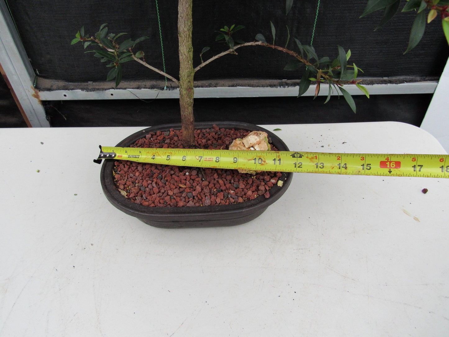 22 Year Old Brush Cherry Tree Specimen Bonsai Tree