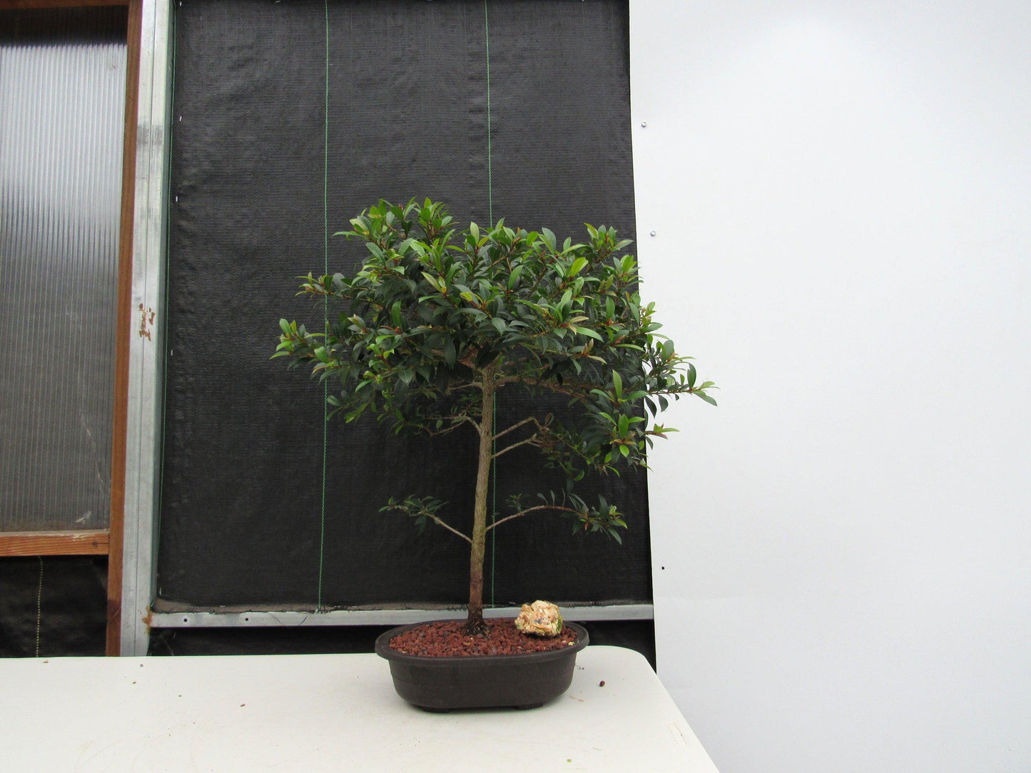 22 Year Old Brush Cherry Tree Specimen Bonsai Tree