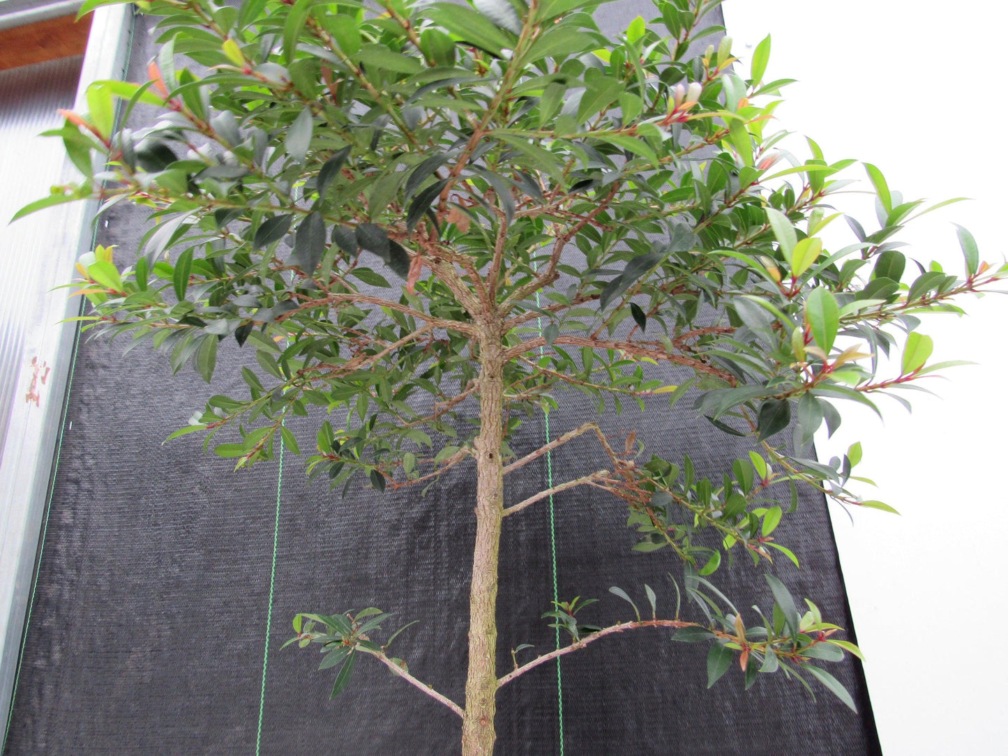 22 Year Old Brush Cherry Tree Specimen Bonsai Tree