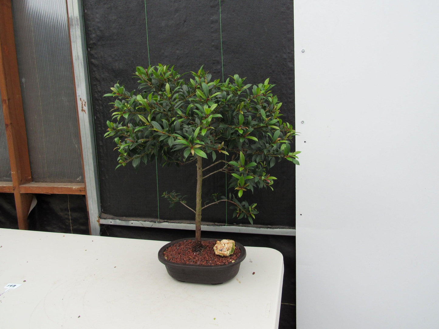 22 Year Old Brush Cherry Tree Specimen Bonsai Tree