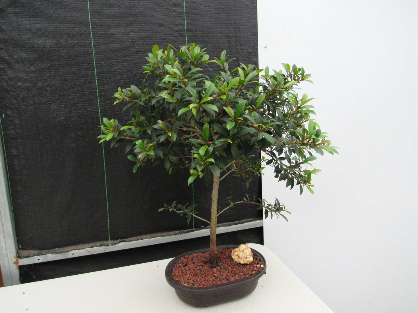 22 Year Old Brush Cherry Tree Specimen Bonsai Tree