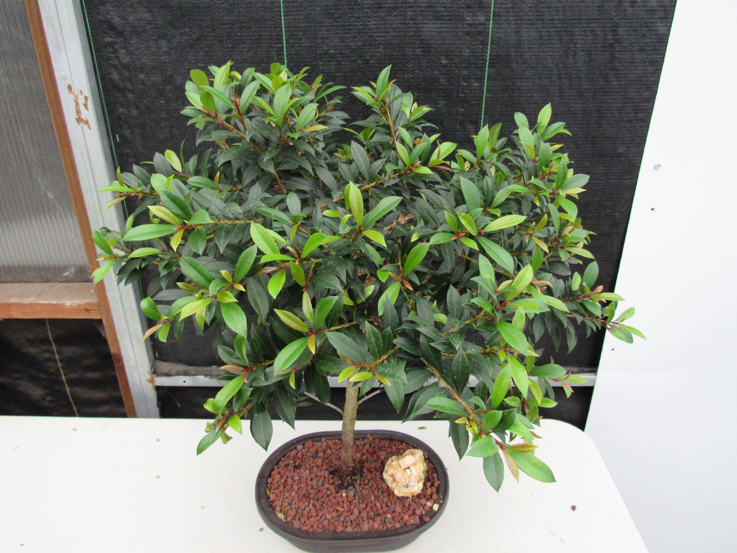 22 Year Old Brush Cherry Tree Specimen Bonsai Tree