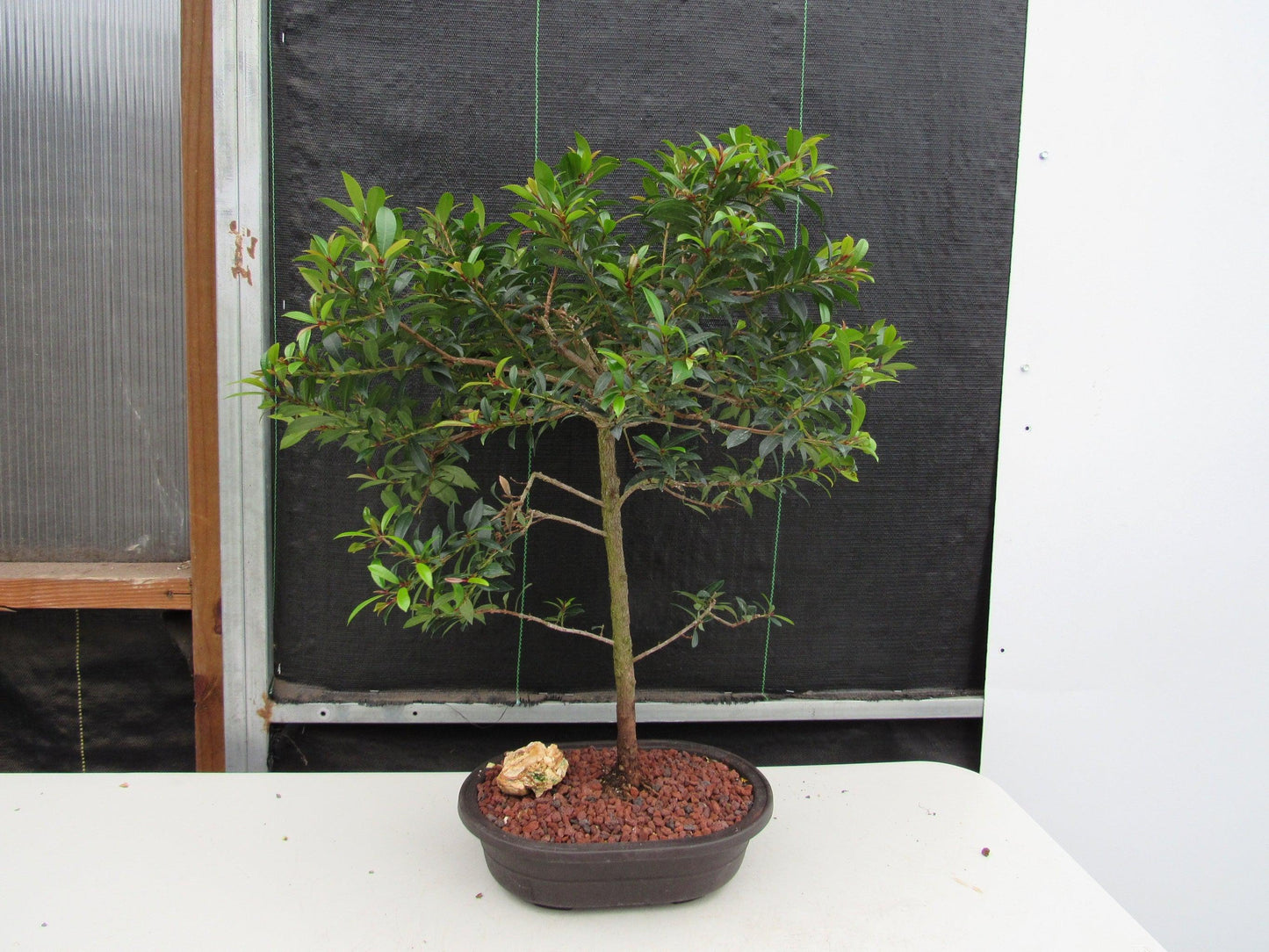 22 Year Old Brush Cherry Tree Specimen Bonsai Tree