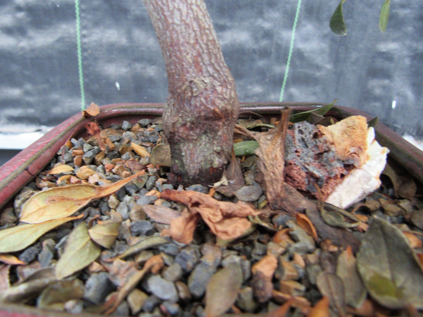 22 Year Old Duc De Rohan Azalea Cascading Specimen Bonsai Tree