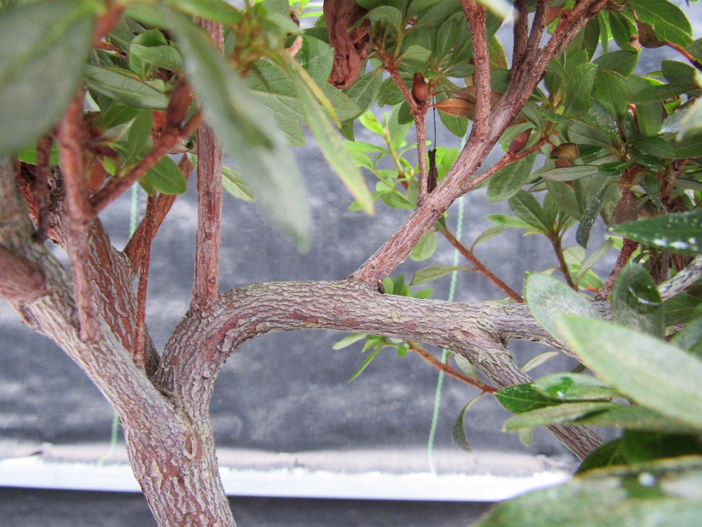 22 Year Old Duc De Rohan Azalea Cascading Specimen Bonsai Tree