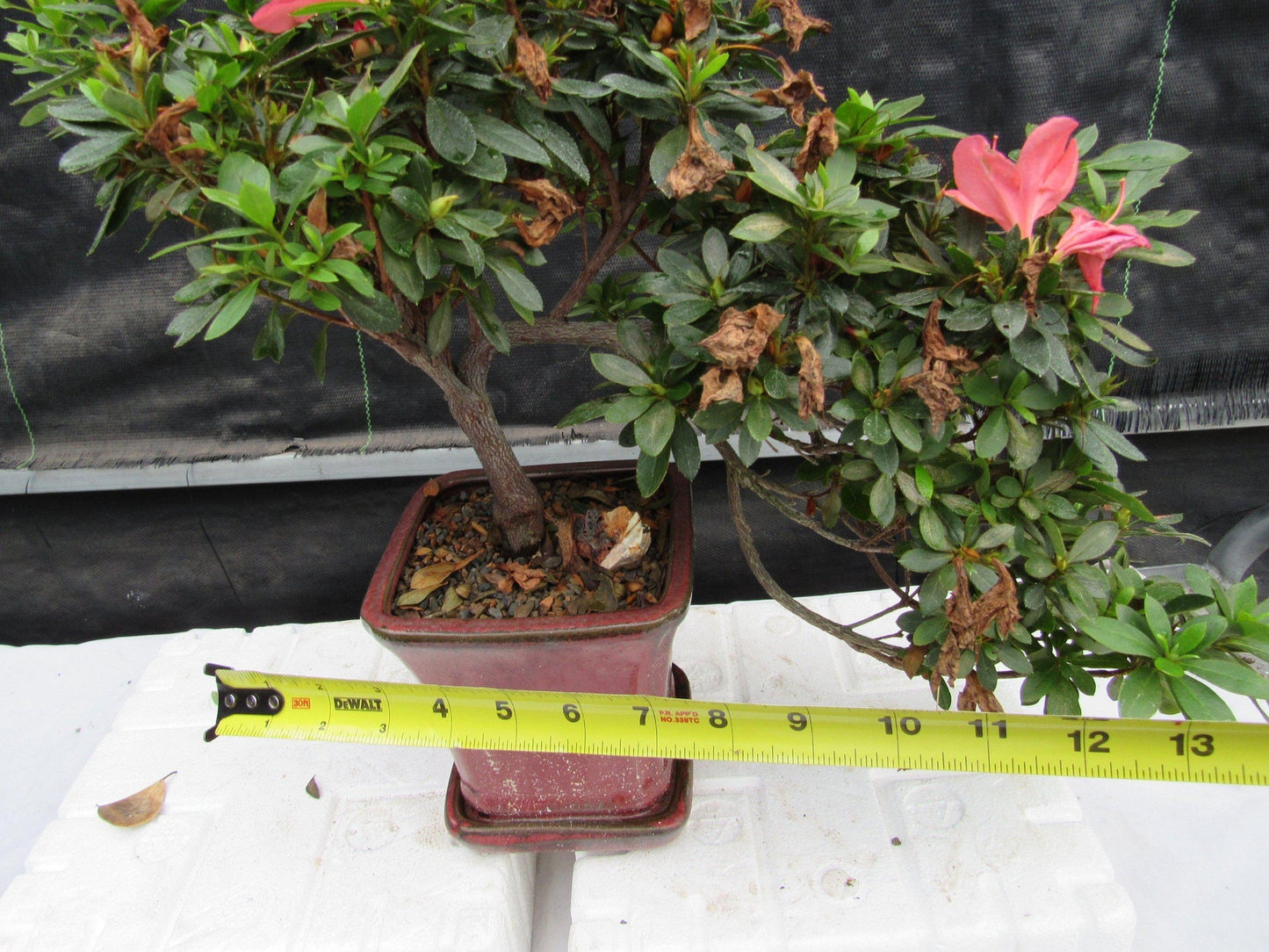 22 Year Old Duc De Rohan Azalea Cascading Specimen Bonsai Tree