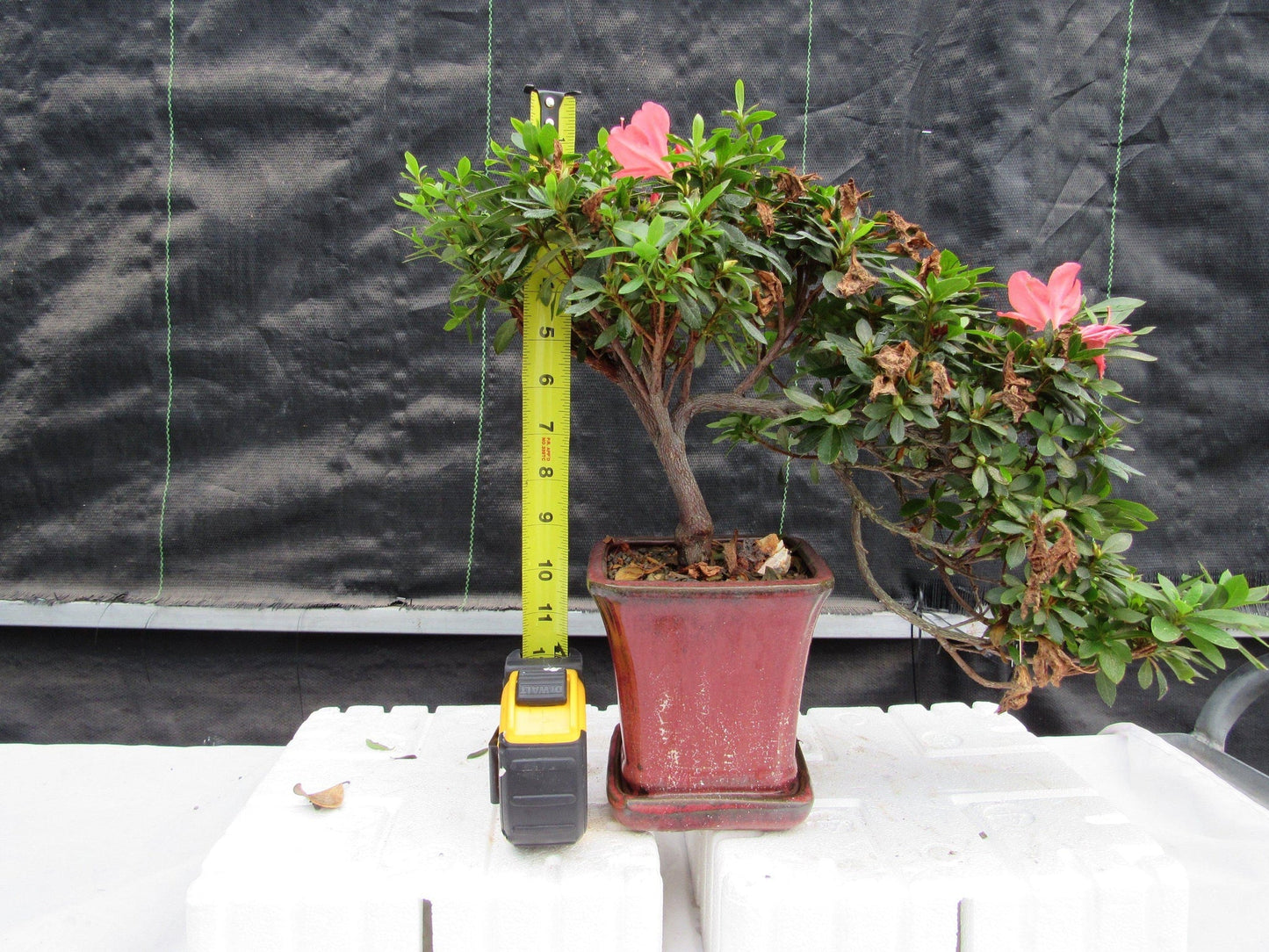 22 Year Old Duc De Rohan Azalea Cascading Specimen Bonsai Tree