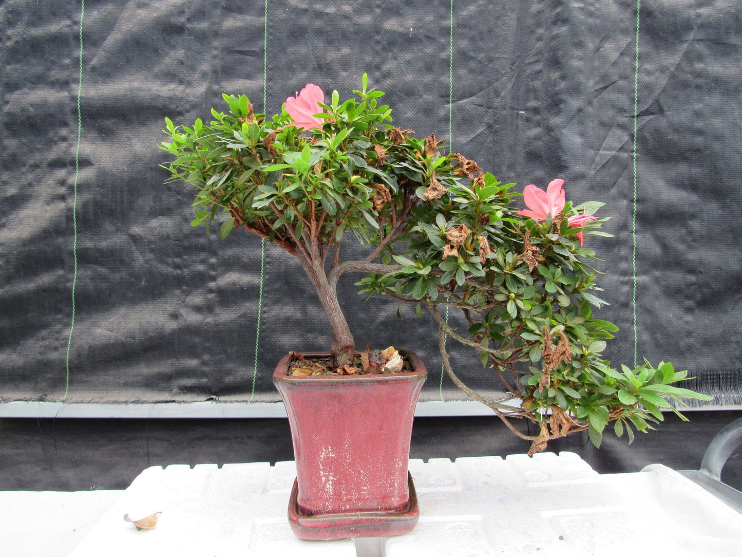 22 Year Old Duc De Rohan Azalea Cascading Specimen Bonsai Tree