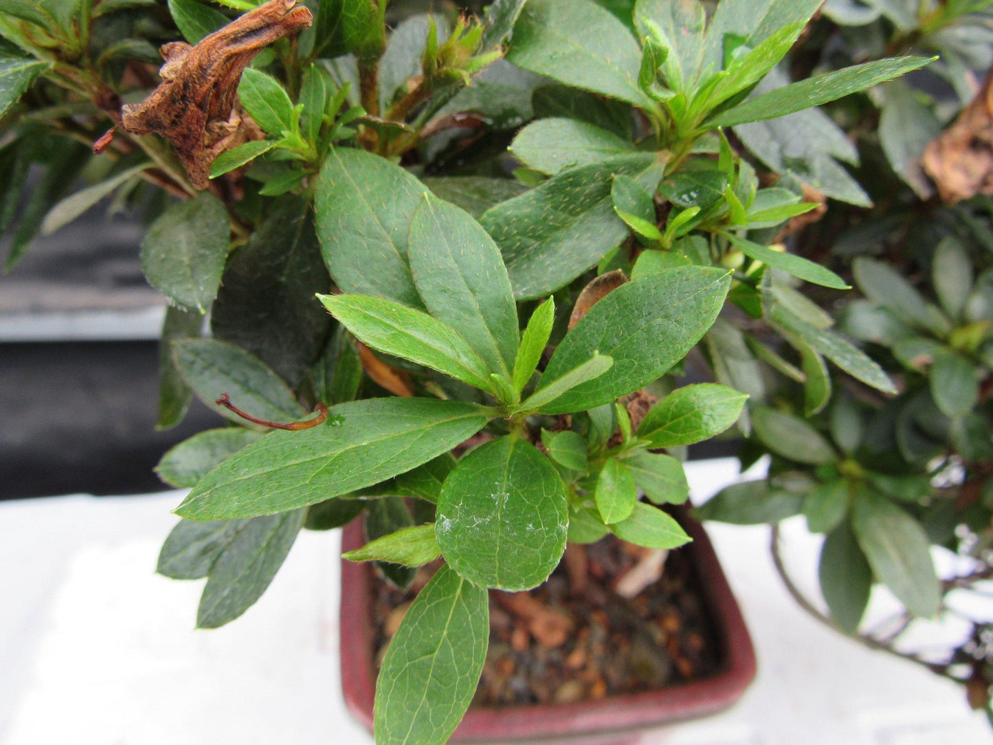 22 Year Old Duc De Rohan Azalea Cascading Specimen Bonsai Tree