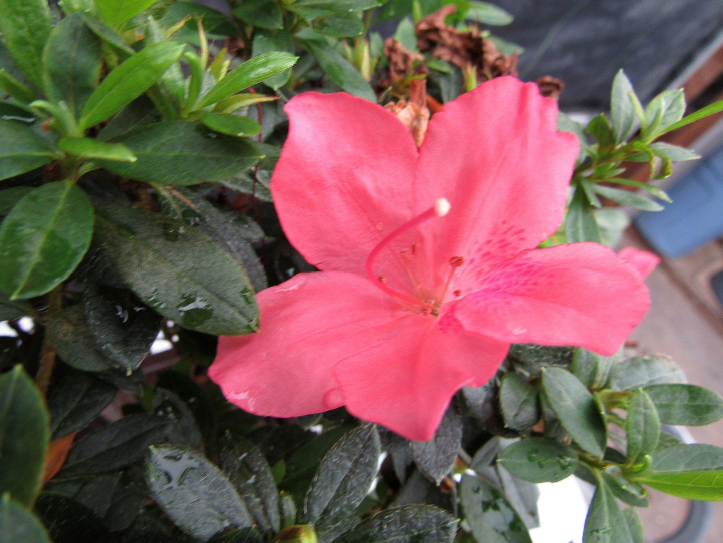 22 Year Old Duc De Rohan Azalea Cascading Specimen Bonsai Tree