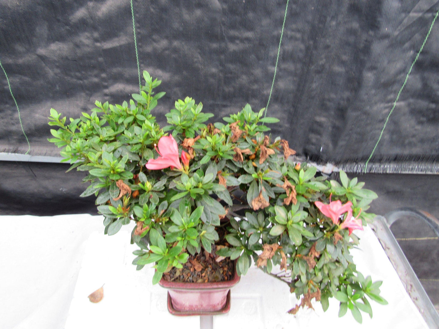 22 Year Old Duc De Rohan Azalea Cascading Specimen Bonsai Tree