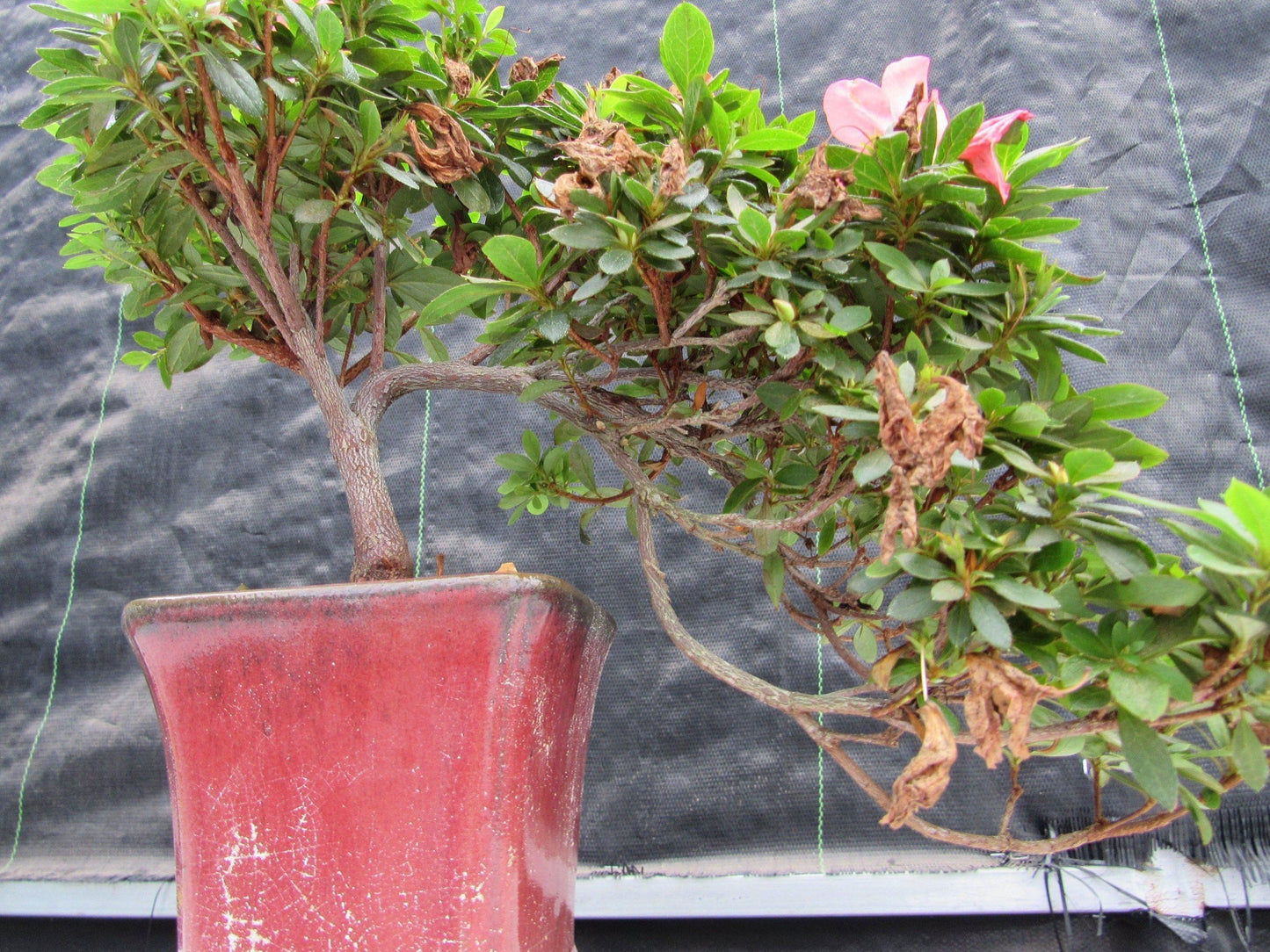 22 Year Old Duc De Rohan Azalea Cascading Specimen Bonsai Tree