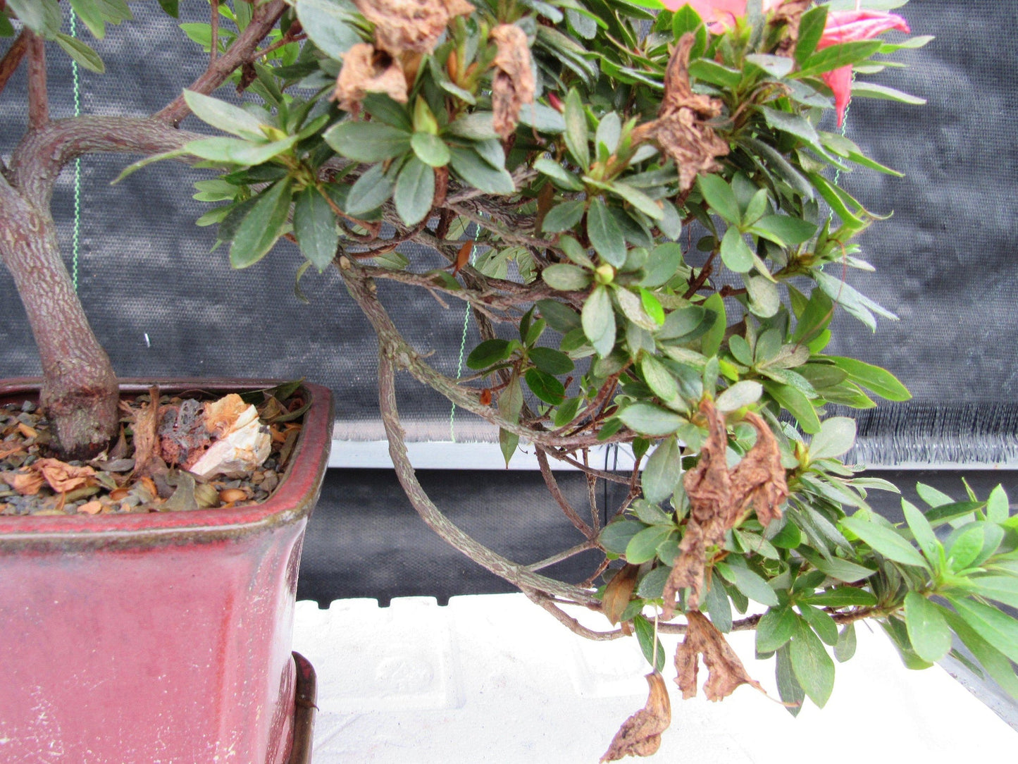 22 Year Old Duc De Rohan Azalea Cascading Specimen Bonsai Tree