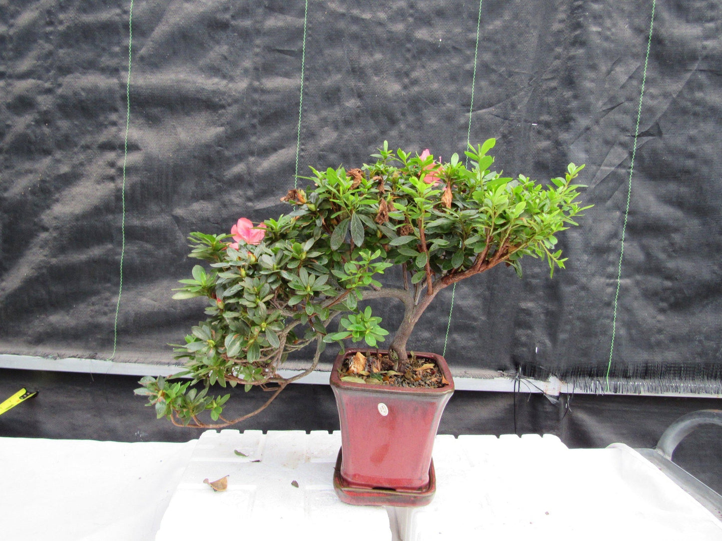 22 Year Old Duc De Rohan Azalea Cascading Specimen Bonsai Tree