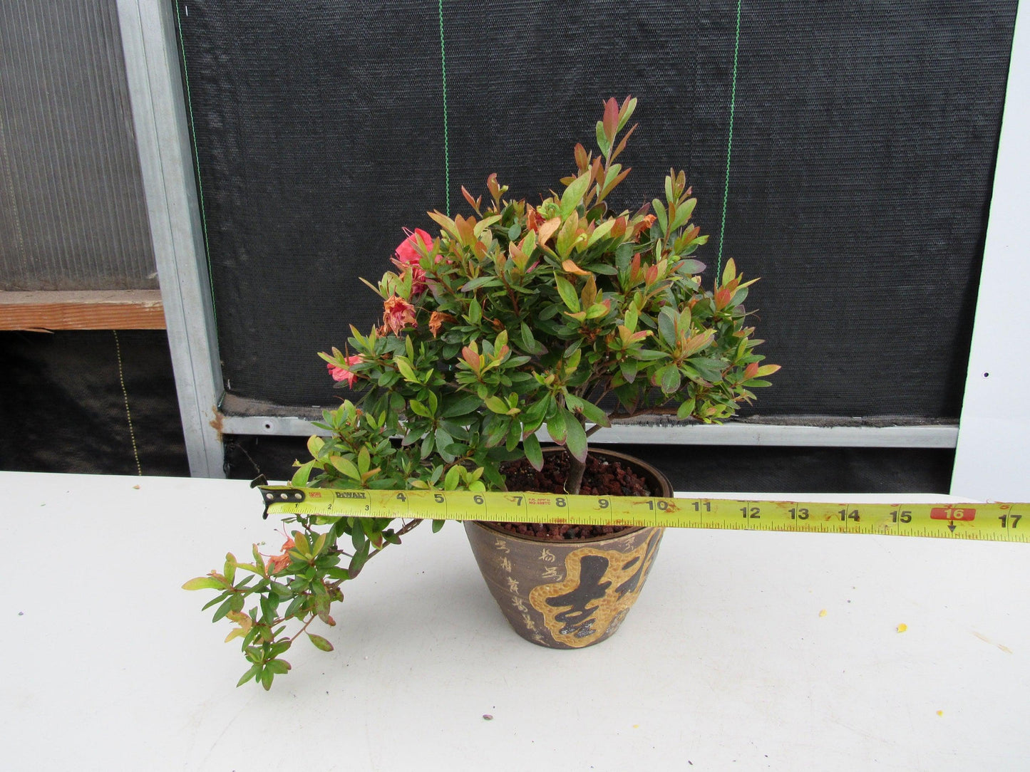 22 Year Old Duc De Rohan Azalea Semi Cascade Specimen Bonsai Tree