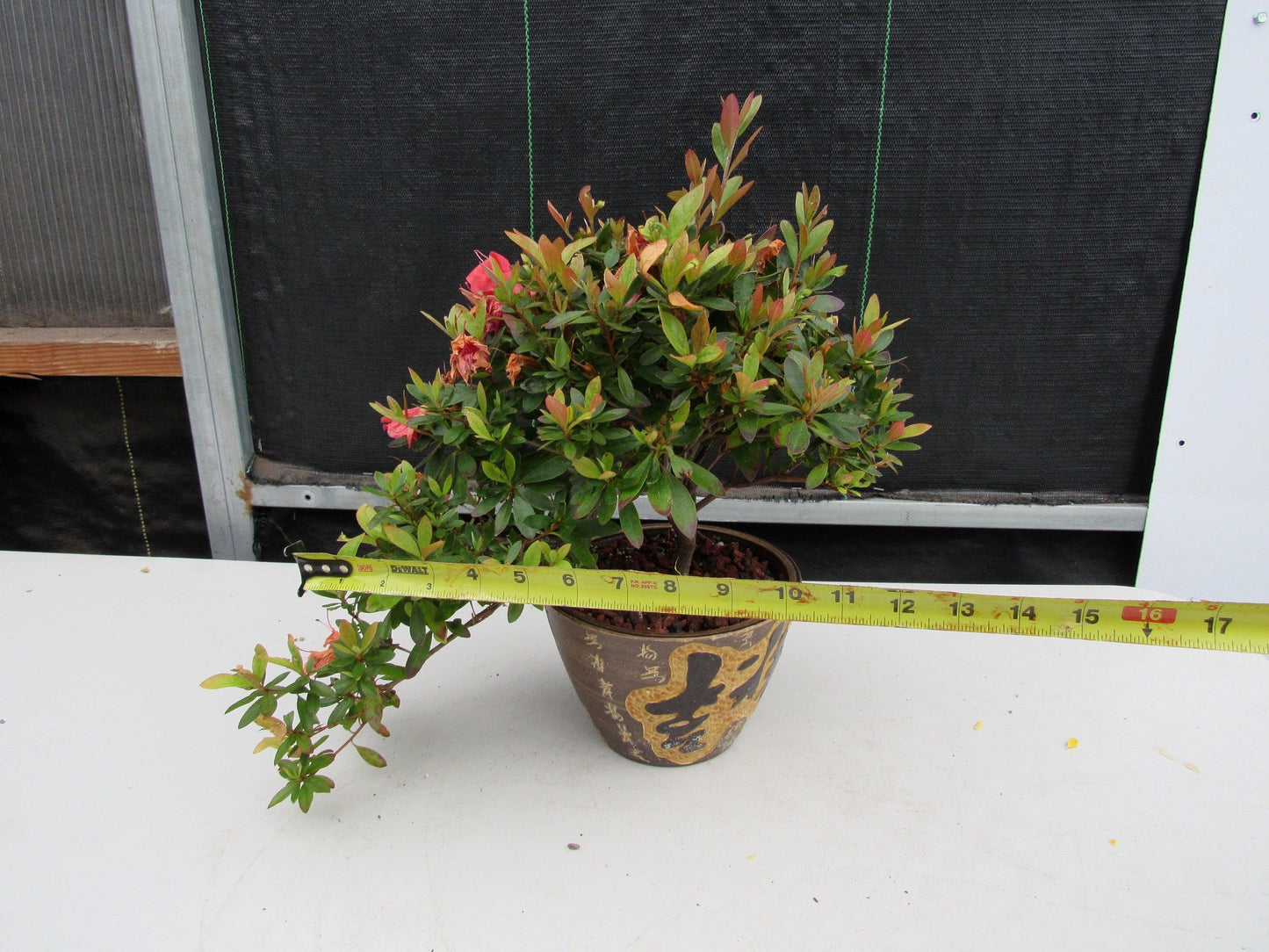 22 Year Old Duc De Rohan Azalea Semi Cascade Specimen Bonsai Tree