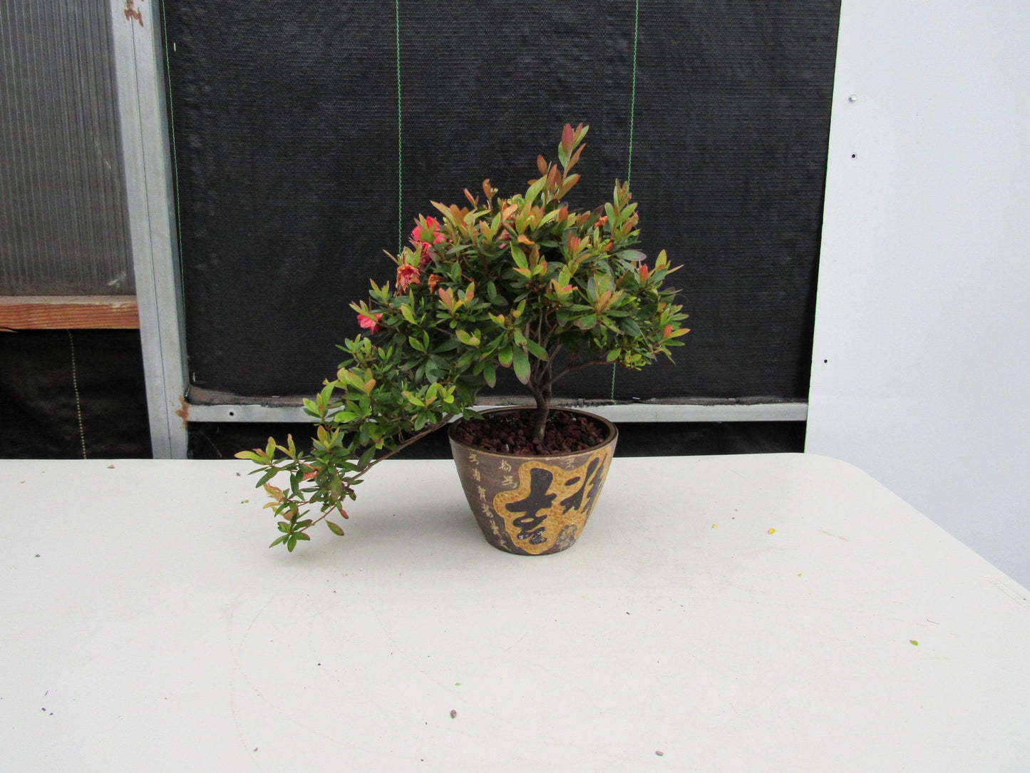 22 Year Old Duc De Rohan Azalea Semi Cascade Specimen Bonsai Tree