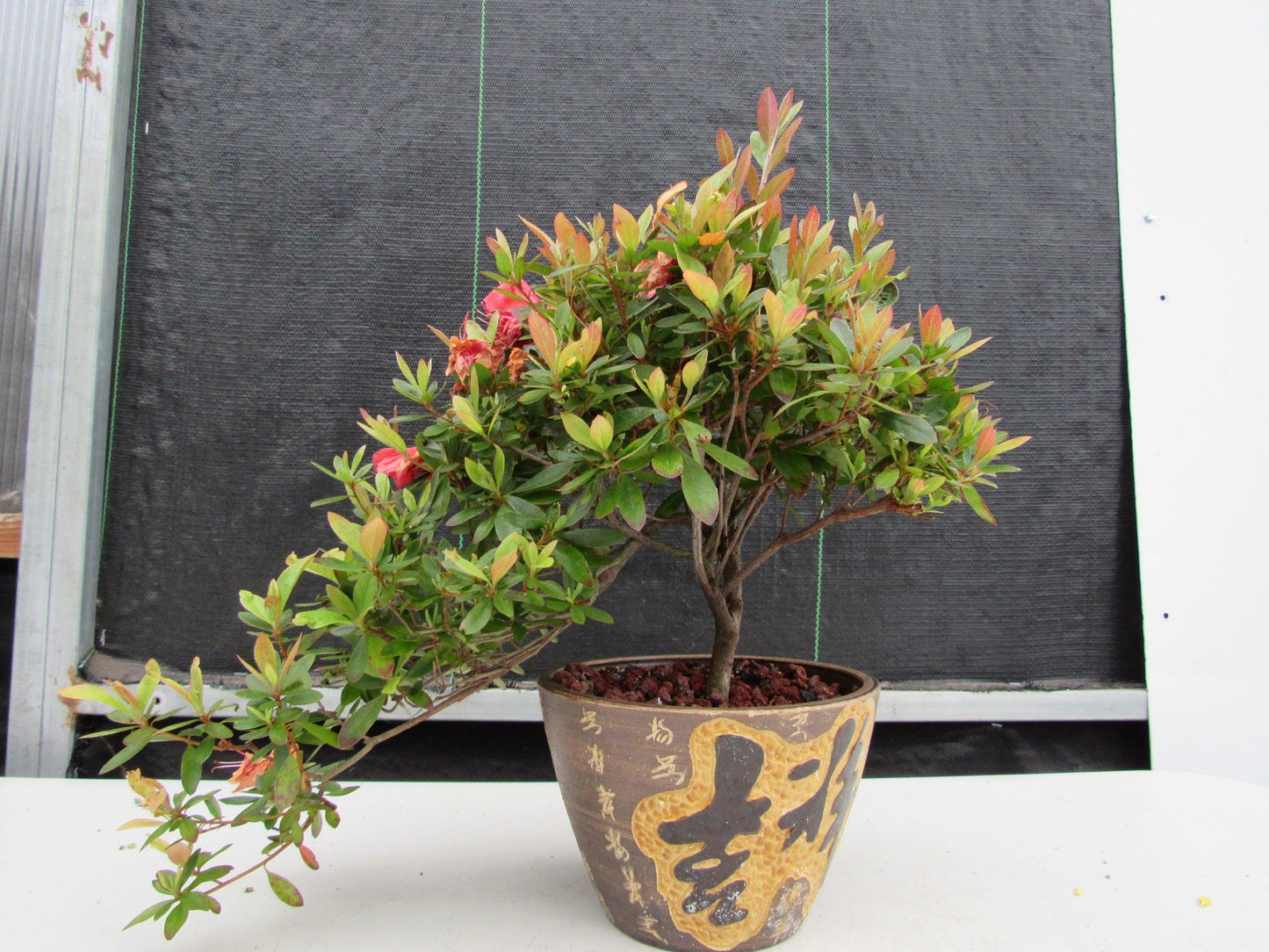 22 Year Old Duc De Rohan Azalea Semi Cascade Specimen Bonsai Tree