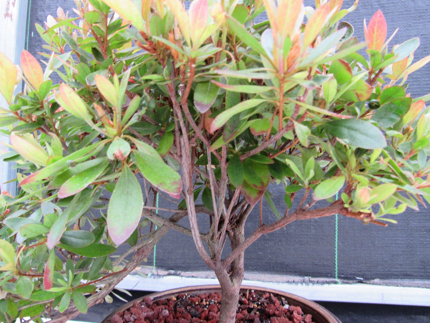 22 Year Old Duc De Rohan Azalea Semi Cascade Specimen Bonsai Tree