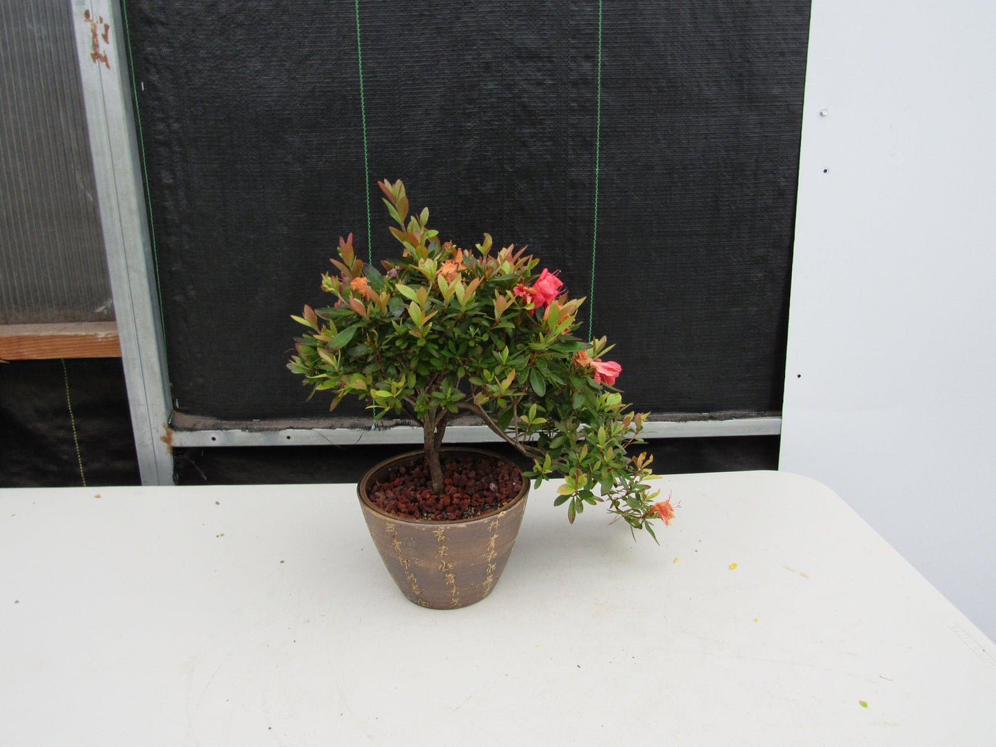 22 Year Old Duc De Rohan Azalea Semi Cascade Specimen Bonsai Tree