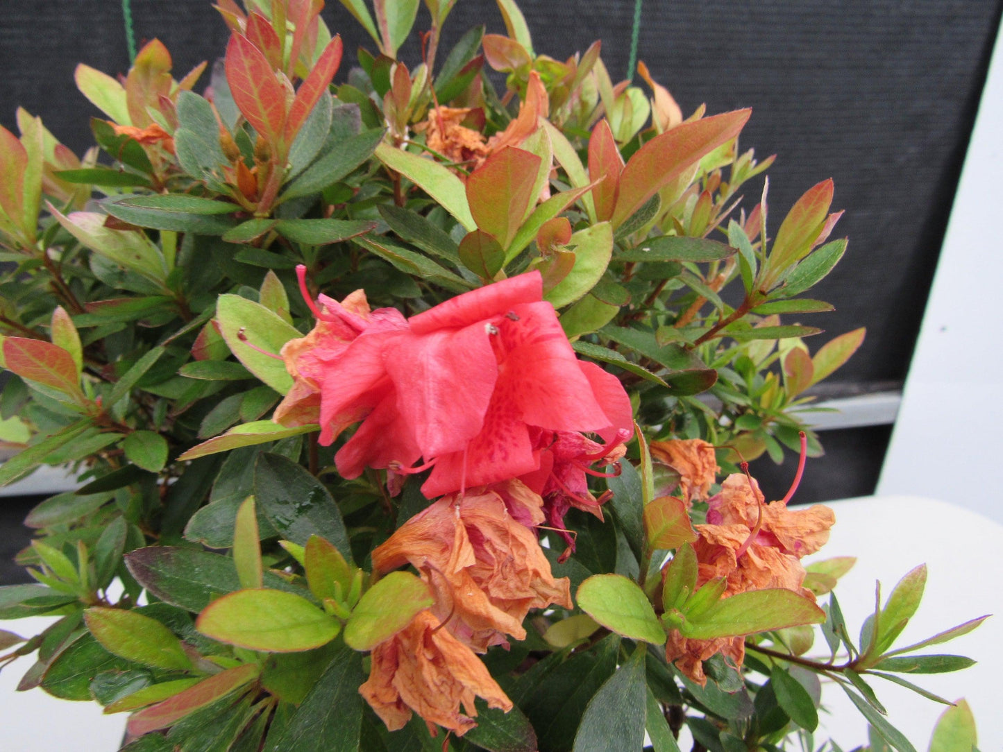 22 Year Old Duc De Rohan Azalea Semi Cascade Specimen Bonsai Tree