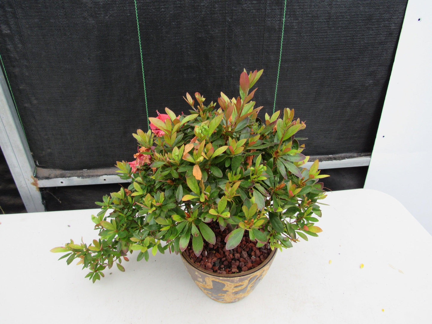 22 Year Old Duc De Rohan Azalea Semi Cascade Specimen Bonsai Tree