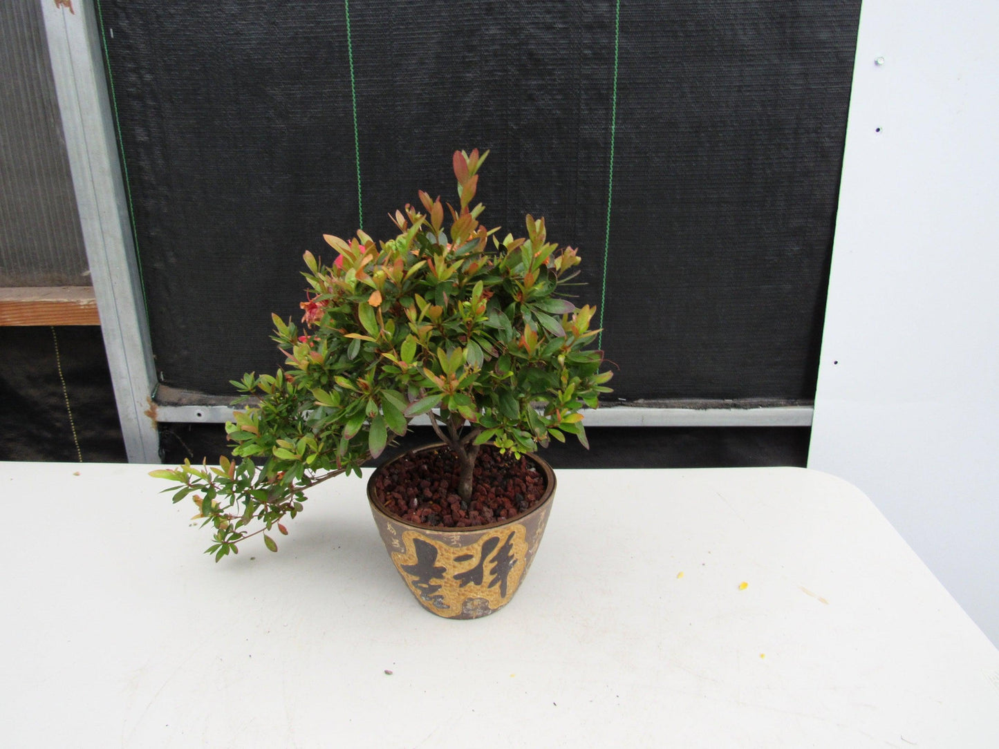 22 Year Old Duc De Rohan Azalea Semi Cascade Specimen Bonsai Tree