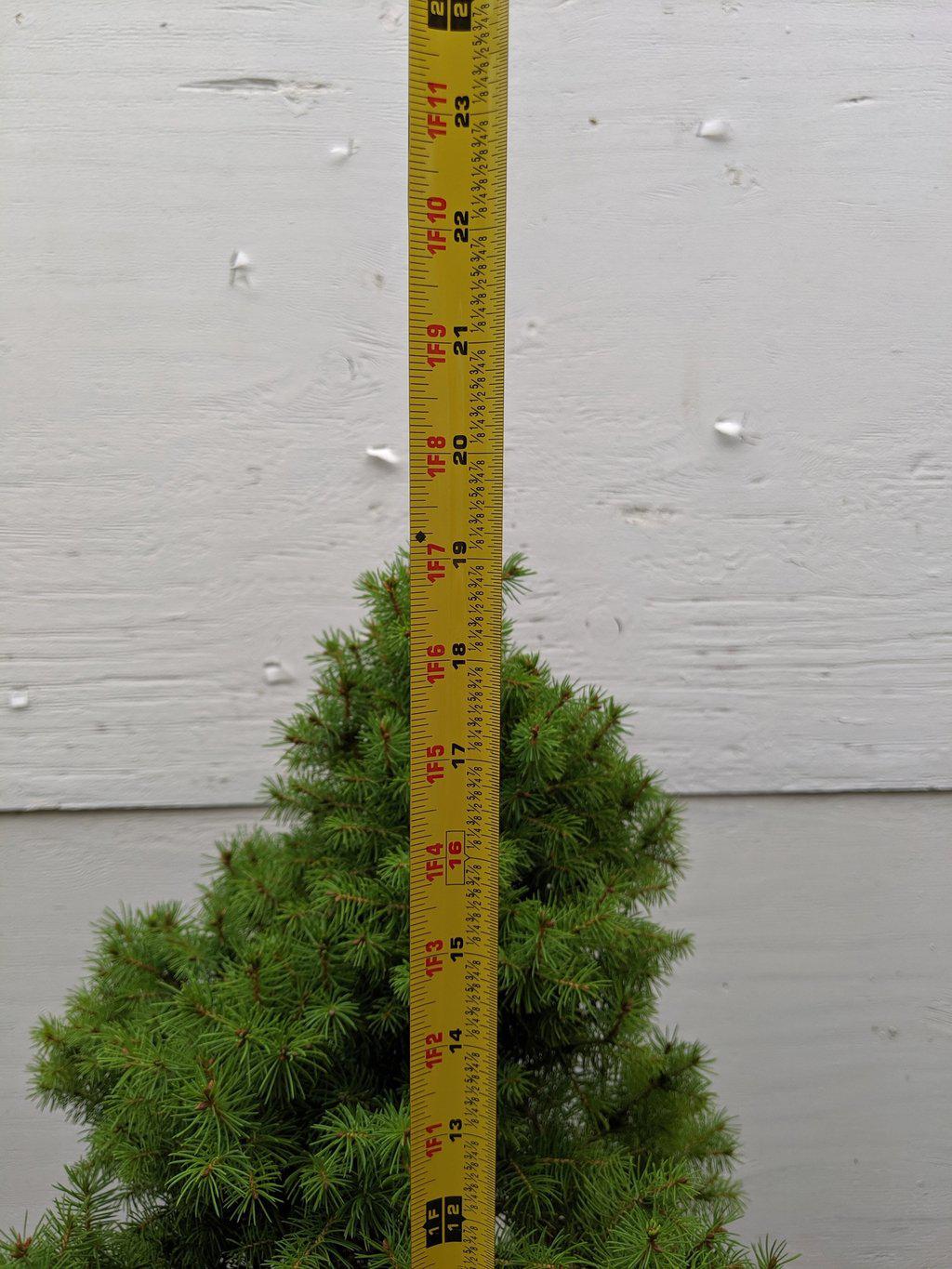 22 Year Old Dwarf Alberta Spruce Specimen Christmas Bonsai Tree