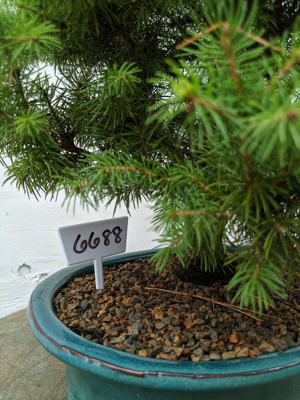 22 Year Old Dwarf Alberta Spruce Specimen Christmas Bonsai Tree