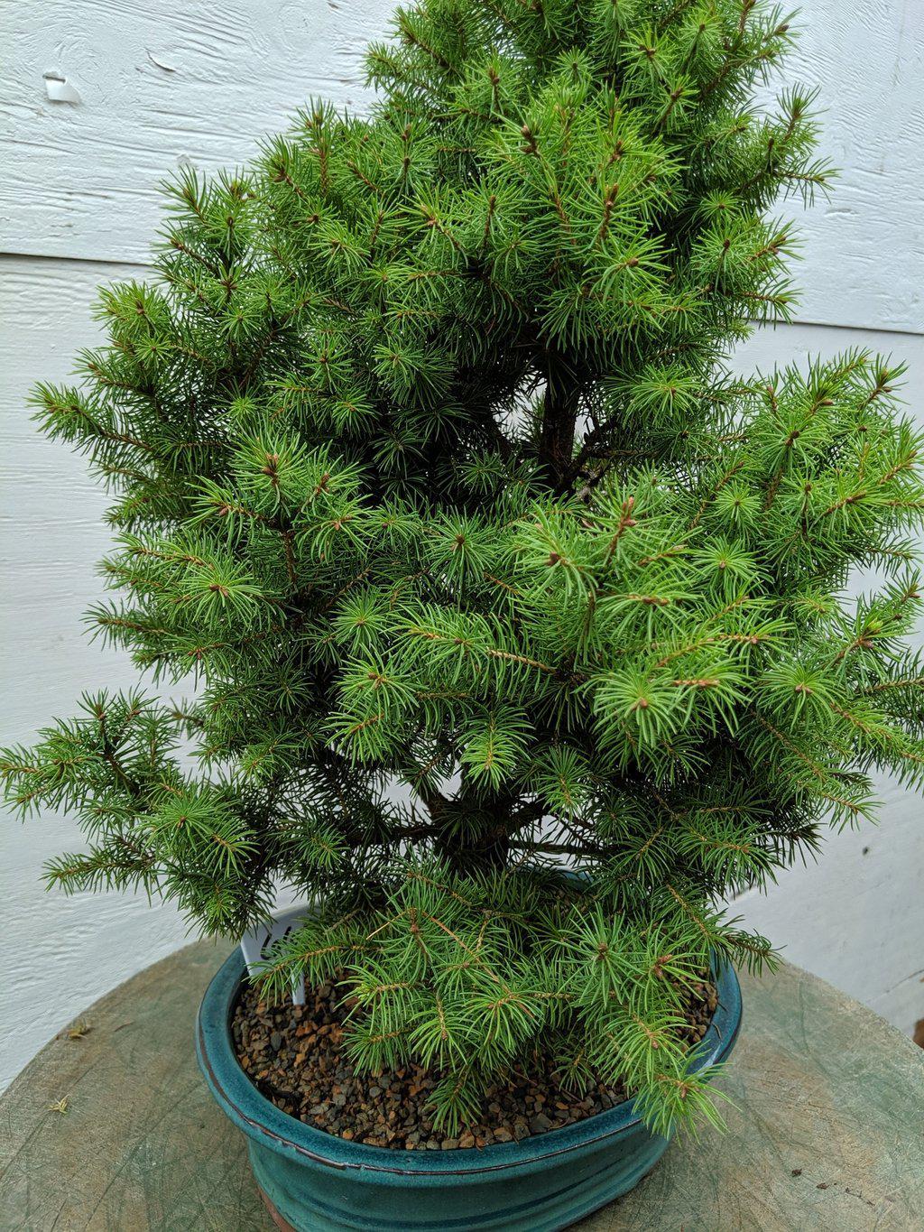 22 Year Old Dwarf Alberta Spruce Specimen Christmas Bonsai Tree