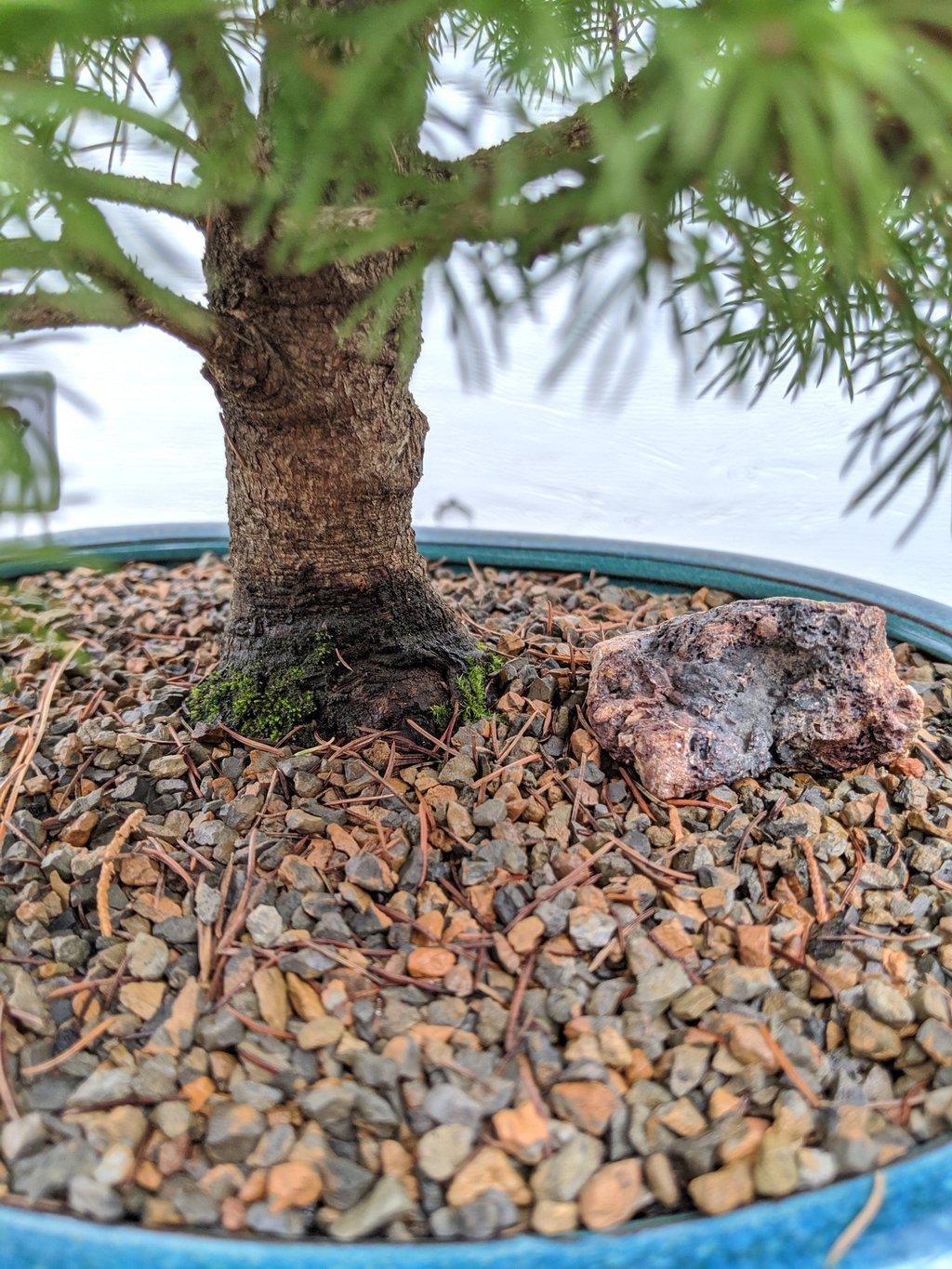 22 Year Old Dwarf Alberta Spruce Specimen Christmas Bonsai Tree