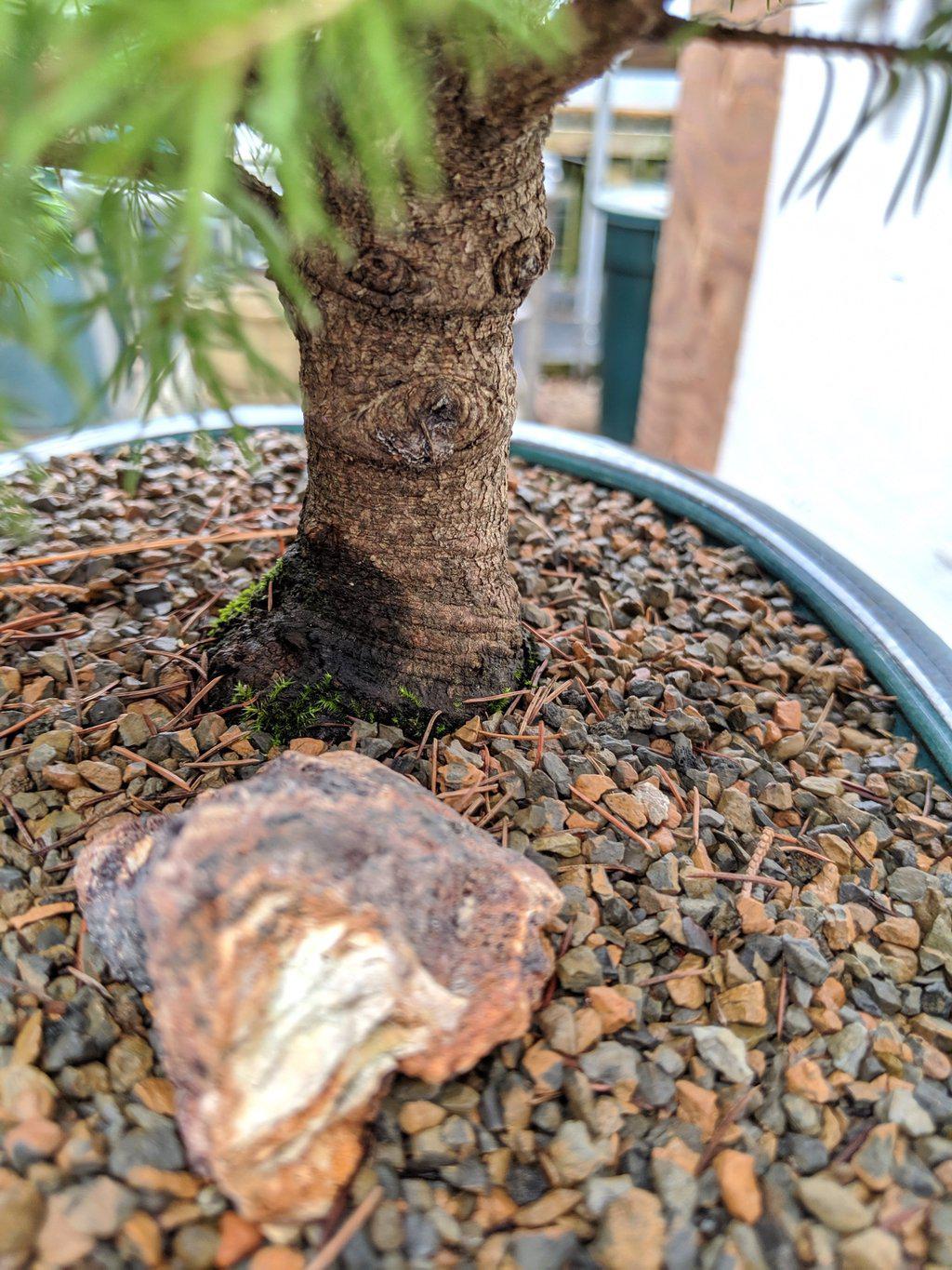 22 Year Old Dwarf Alberta Spruce Specimen Christmas Bonsai Tree