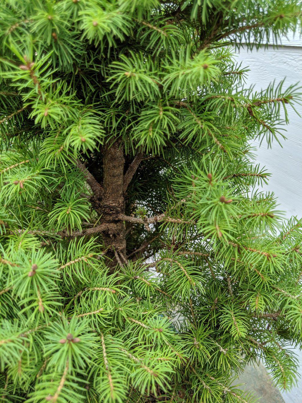 22 Year Old Dwarf Alberta Spruce Specimen Christmas Bonsai Tree