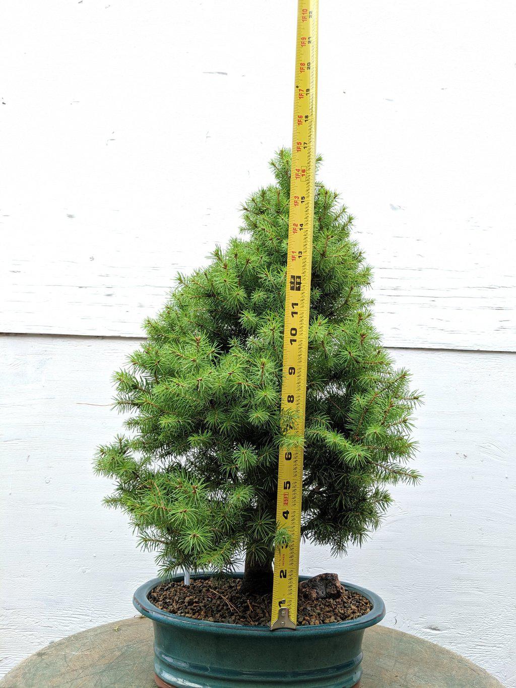 22 Year Old Dwarf Alberta Spruce Specimen Christmas Bonsai Tree