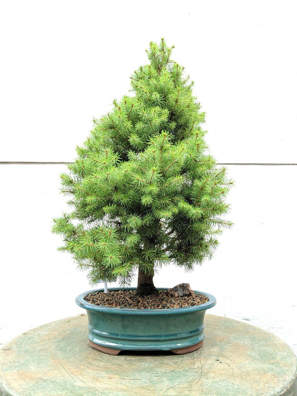 22 Year Old Dwarf Alberta Spruce Specimen Christmas Bonsai Tree