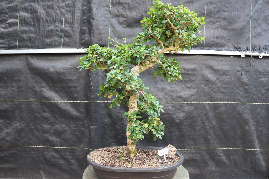 22 Year Old Flowering Fukien Tea Specimen Bonsai Tree