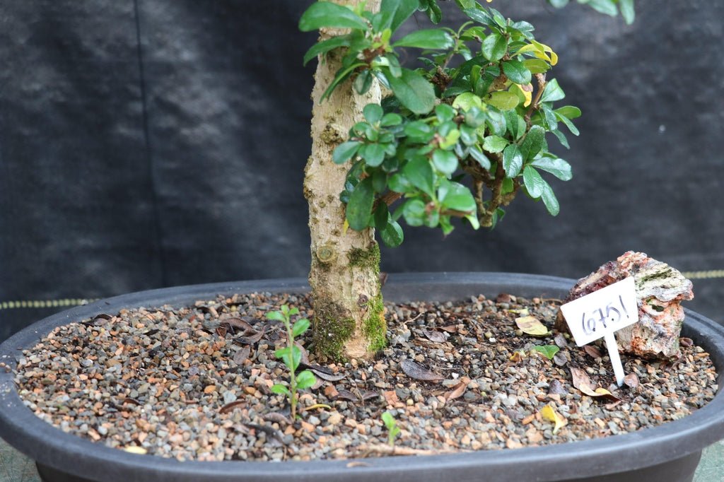 22 Year Old Flowering Fukien Tea Specimen Bonsai Tree