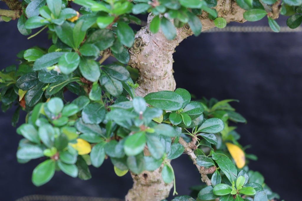 22 Year Old Flowering Fukien Tea Specimen Bonsai Tree