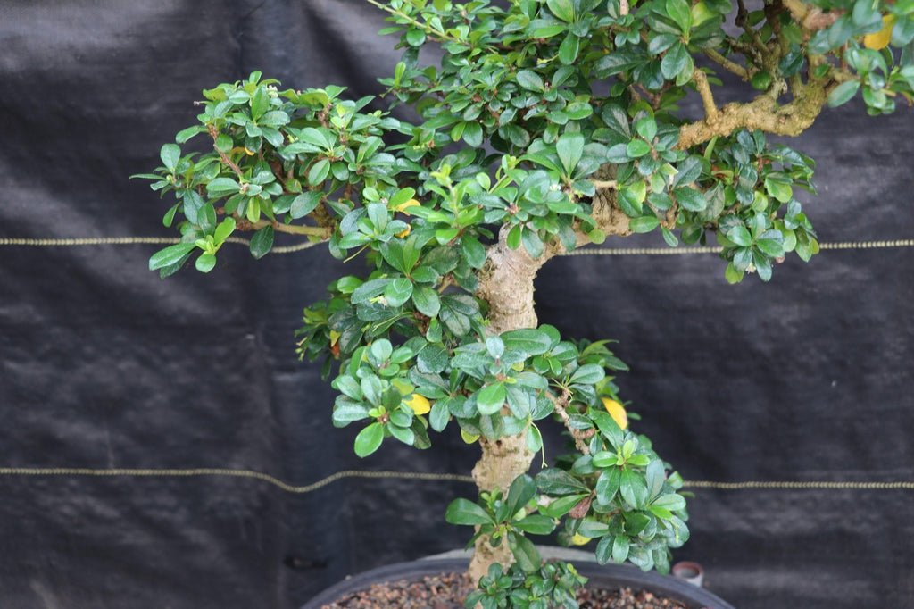 22 Year Old Flowering Fukien Tea Specimen Bonsai Tree