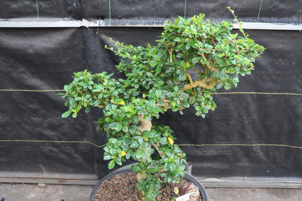 22 Year Old Flowering Fukien Tea Specimen Bonsai Tree