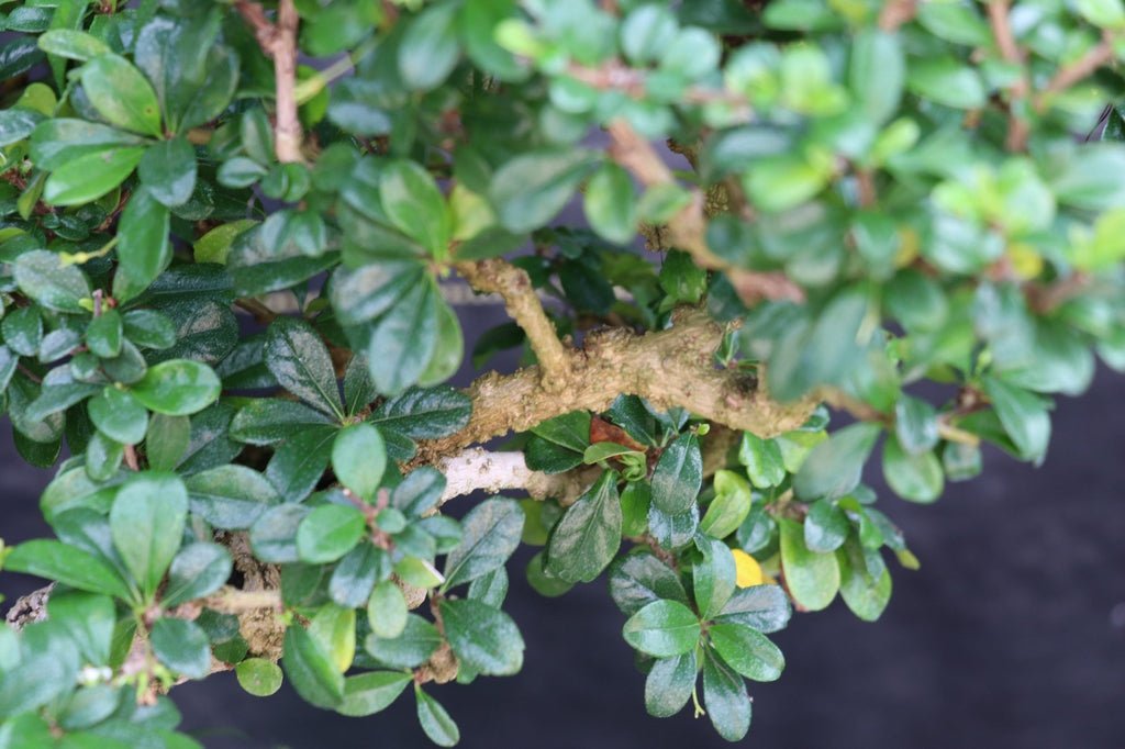 22 Year Old Flowering Fukien Tea Specimen Bonsai Tree