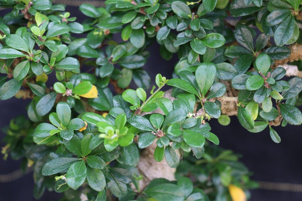 22 Year Old Flowering Fukien Tea Specimen Bonsai Tree