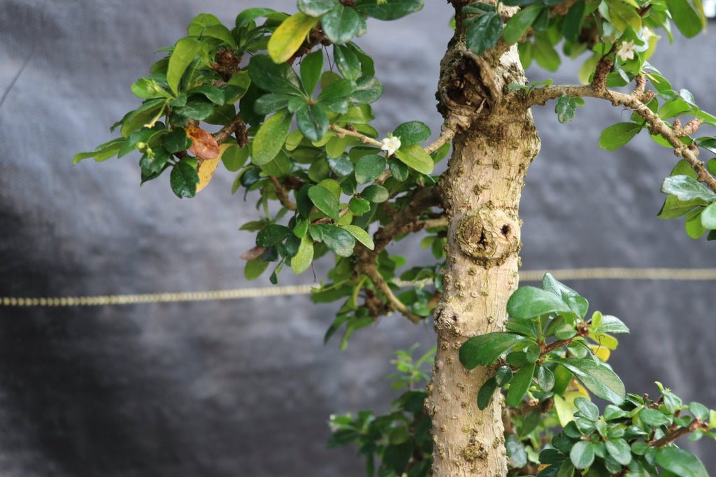 22 Year Old Flowering Fukien Tea Specimen Bonsai Tree